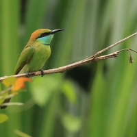 Żołna wschodnia - Green Bee-eater