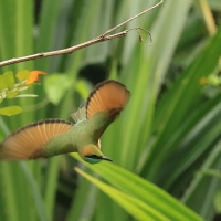 Żołna wschodnia - Green Bee-eater