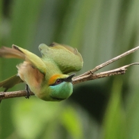 Żołna wschodnia - Green Bee-eater