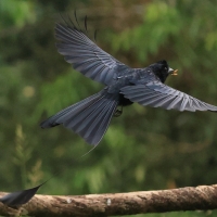 Dziwogon rajski - Greater Racket-tailed Drongo