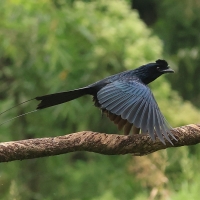 Dziwogon rajski - Greater Racket-tailed Drongo