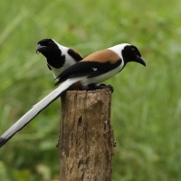 Srokówka białobrzucha - White-bellied Treepie
