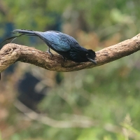 Dziwogon rajski - Greater Racket-tailed Drongo