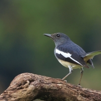 Sroczek zmienny - Oriental Magpie-Robin