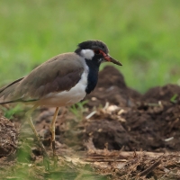 Czajka indyjska - Red-wattled Lapwing