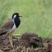 Czajka indyjska - Red-wattled Lapwing
