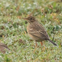 Świergotek polny - Tawny Pipit