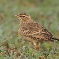 Świergotek rdzawy - Paddyfield Pipit