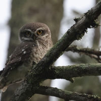 Pójdźka bramińska - Spotted Owlet