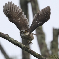 Pójdźka bramińska - Spotted Owlet