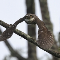 Pójdźka bramińska - Spotted Owlet