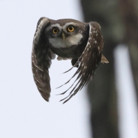 Pójdźka bramińska - Spotted Owlet