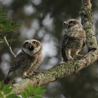 Pójdźka bramińska - Spotted Owlet