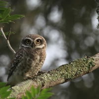 Pójdźka bramińska - Spotted Owlet