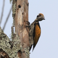 Sułtan białogrzbiety - Chrysocolaptes festivus - White-naped Woodpecker