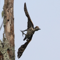 Sułtan białogrzbiety - Chrysocolaptes festivus - White-naped Woodpecker