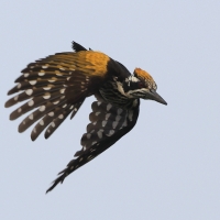 Sułtan białogrzbiety - Chrysocolaptes festivus - White-naped Woodpecker