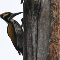 Sułtan białogrzbiety - Chrysocolaptes festivus - White-naped Woodpecker