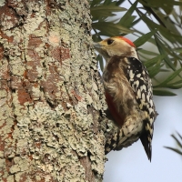 Dzięcioł żółtoczelny -Yellow-crowned Woodpecker 