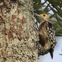 Dzięcioł żółtoczelny -Yellow-crowned Woodpecker 
