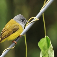 Komarówka szarogłowa - Grey-headed Canary-flycatche