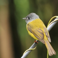 Komarówka szarogłowa - Grey-headed Canary-flycatche