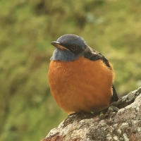 Nagórnik białoskrzydły - Blue-capped Rock-Thrush
