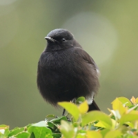 Kląskawka czarna - Pied Bush Chat