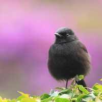 Kląskawka czarna - Pied Bush Chat