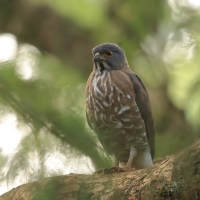 Krogulec czubaty - Crested Goshawk