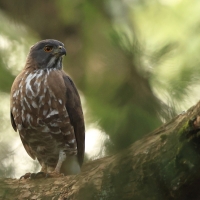 Krogulec czubaty - Crested Goshawk