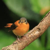 Muchołówka czarnogłowa - Black-and-rufous Flycatcher