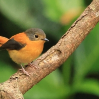 Muchołówka czarnogłowa - Black-and-rufous Flycatcher