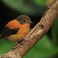 Muchołówka czarnogłowa - Black-and-rufous Flycatcher