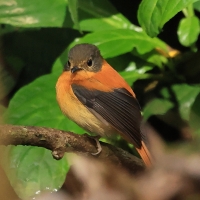Muchołówka czarnogłowa - Black-and-rufous Flycatcher