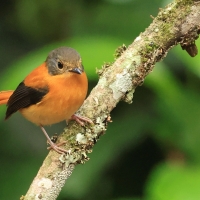 Muchołówka czarnogłowa - Black-and-rufous Flycatcher