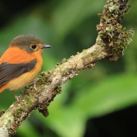 Muchołówka czarnogłowa - Black-and-rufous Flycatcher