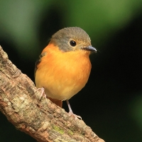 Muchołówka czarnogłowa - Black-and-rufous Flycatcher