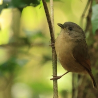 Sikornik duży - Brown-cheeked Fulvetta 