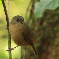 Sikornik duży - Brown-cheeked Fulvetta 