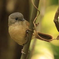 Sikornik duży - Brown-cheeked Fulvetta 