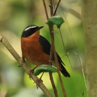 Słowik himalajski- Indian Blue Robin