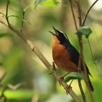 Słowik himalajski- Indian Blue Robin