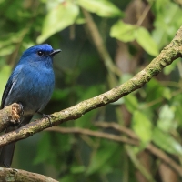Modrówka turkusowa - Nilgiri Flycatcher