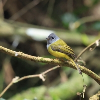 Komarówka szarogłowa - Grey-headed Canary-flycatche
