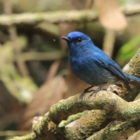 Modrówka turkusowa - Nilgiri Flycatcher
