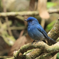 Modrówka turkusowa - Nilgiri Flycatcher