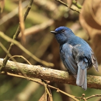 Modrówka turkusowa - Nilgiri Flycatcher