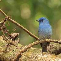 Modrówka turkusowa - Nilgiri Flycatcher