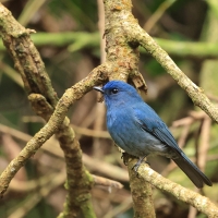 Modrówka turkusowa - Nilgiri Flycatcher